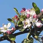 Rudis Obstgarten