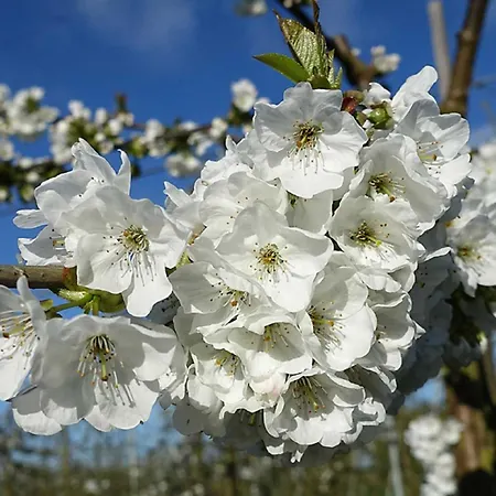 דירה Rudis Obstgarten יורק