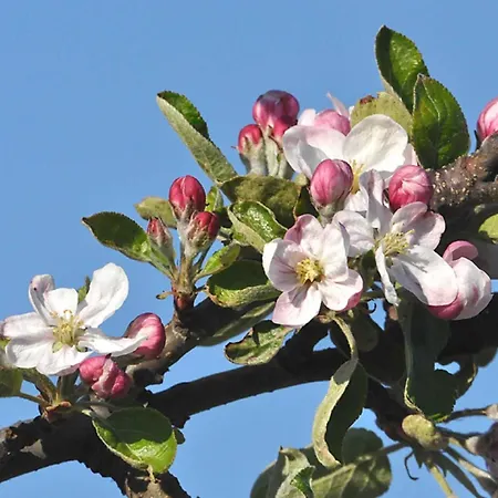 Rudis Obstgarten * יורק