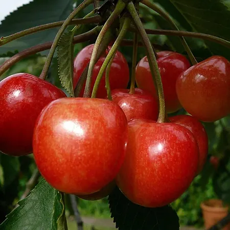 Rudis Obstgarten דירה *